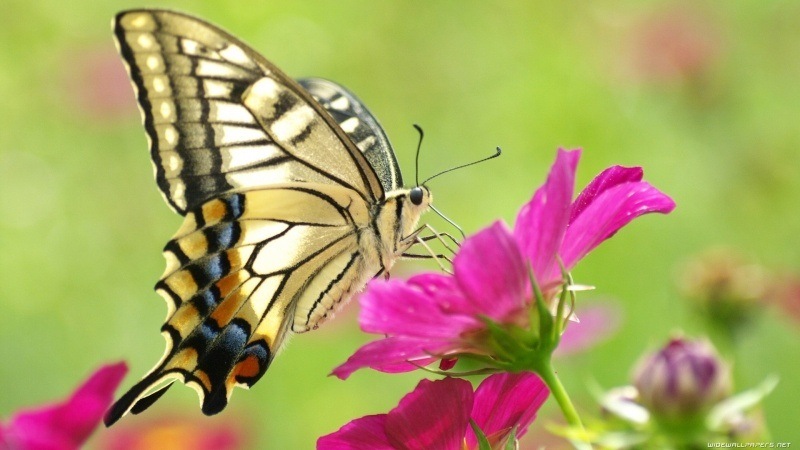 insecte papillon butine