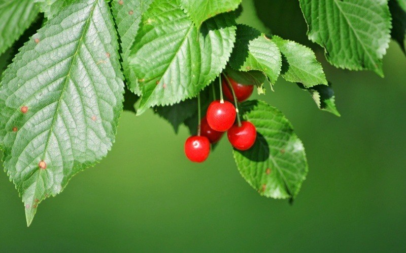 Saison printemps cerises