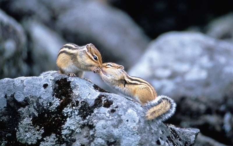 Fond d'écran bureau animal sauvage écureuils duo sur un rocher wallpaper télécharger gratuit PC Windows smartphone Mac