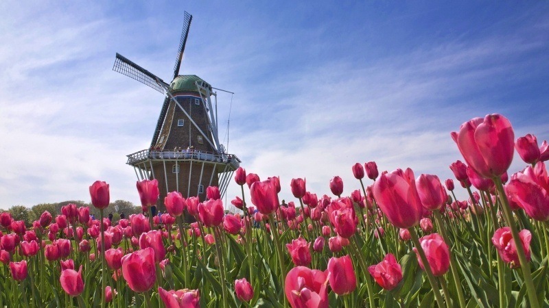 wallpaper hollande moulin tulipes