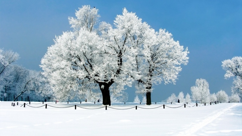 fond d'écran HD hiver arbre gel neige parc wallpaper