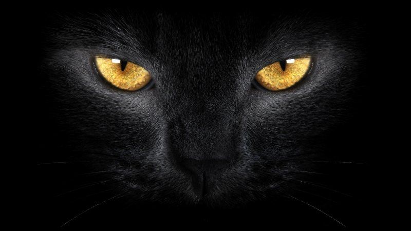 Wallpaper Chat Noir Regard Dore Photo Fond Ecran Hd