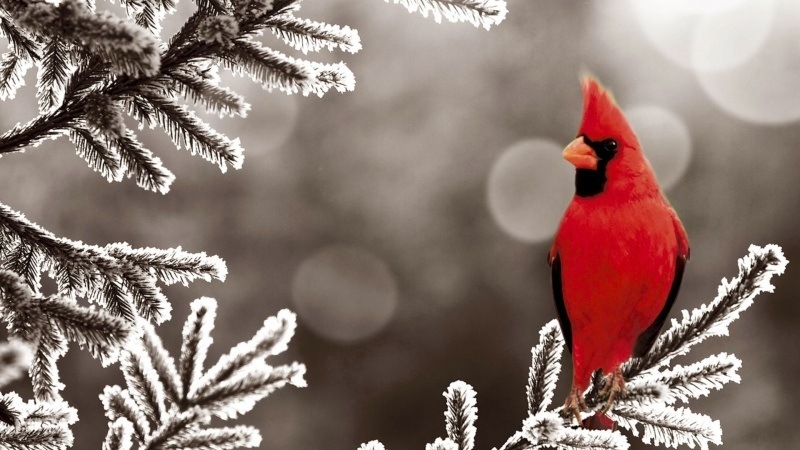 wallpaper oiseau cardinal rouge