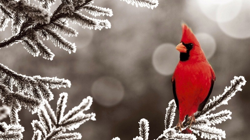 fond d'écran HD animal oiseau cardinal rouge sur branche sapin gelée wallpaper birds cardinal red frost northern