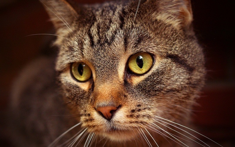 Fond d'écran HD tête chat tigré télécharger photographie gratuite