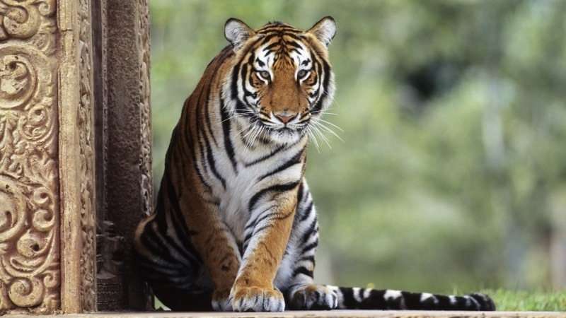 Tigre assis temple