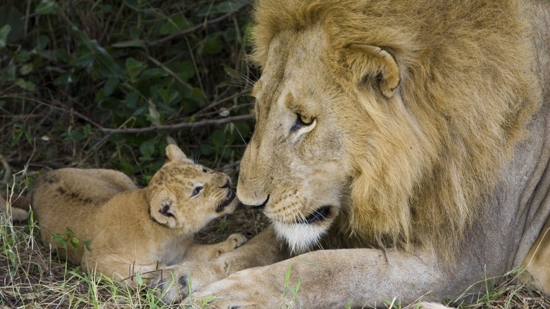 lion et lionceau