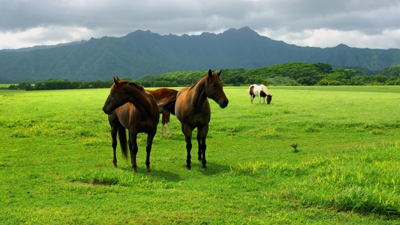 chevaux dans prairie