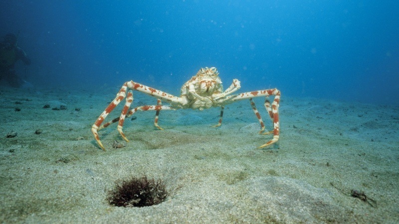 Fond d'écran HD araignée de mer profondeur télécharger photo image PC tablette gratuite