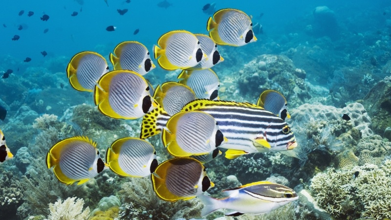 Poissons exotiques atoll