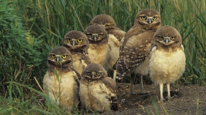 Fond d'écran HD nichée de chouettes chevêche des terriers téléchargement photo oiseaux