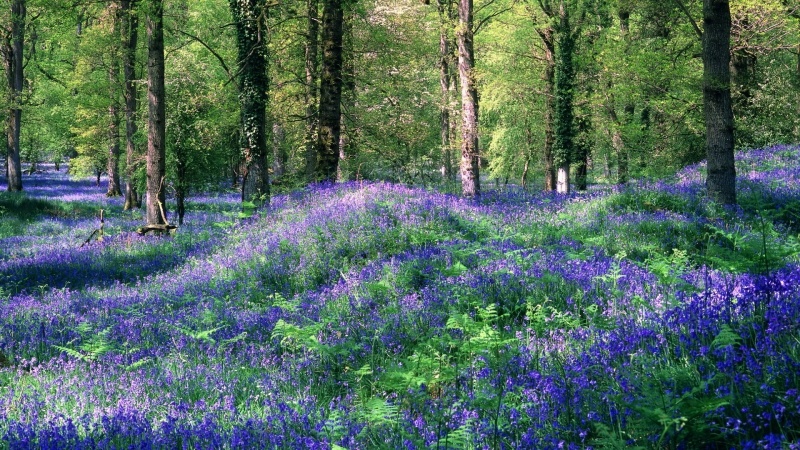 Clairière fleurie au printemps photo