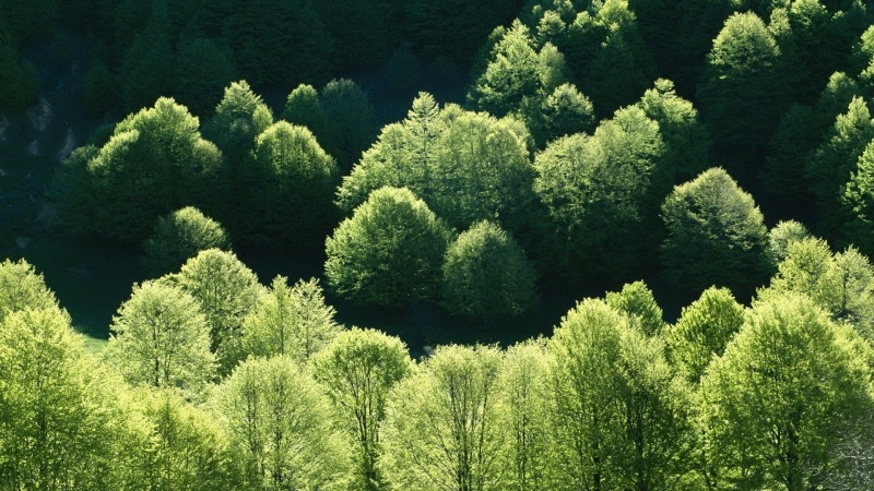 Forêt ensoleillée au printemps