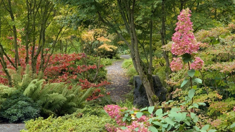 Fond d'écran jardin arbre et fleur télécharger image photo