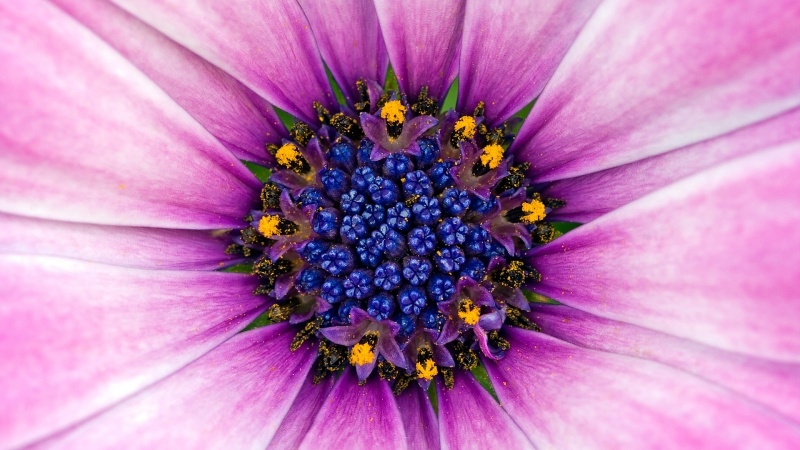 Fond d'écran HD cœur de fleur prise en gros plan téléchargement gratuit