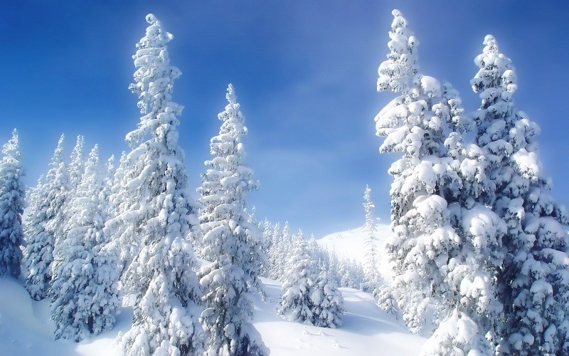 Sapins sous la neige