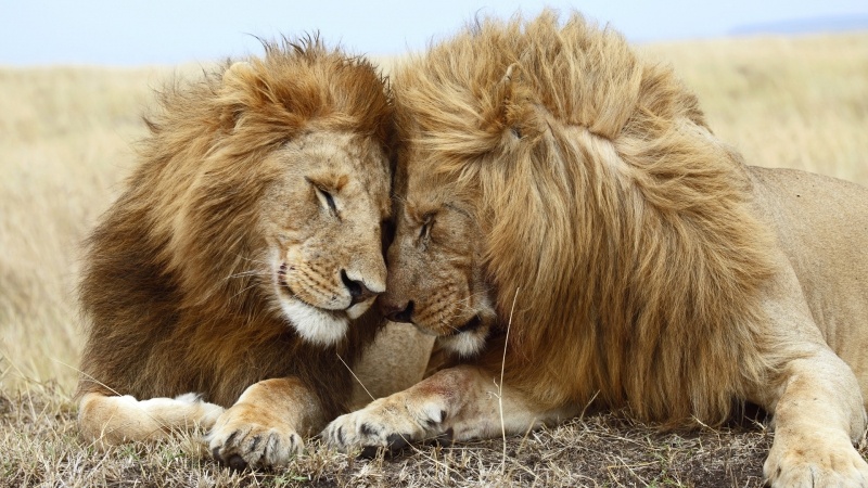 Lions dans la savane wallpaper PC bureau