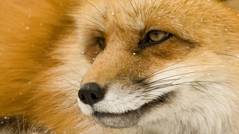 Fond d'écran tête renard roux animal sauvage HD wallpaper PC smartphone tablette Mac