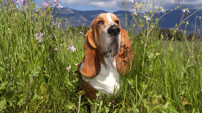 Chien Basset dans la prairie fond d'écran wallpaper PC Windows bureau