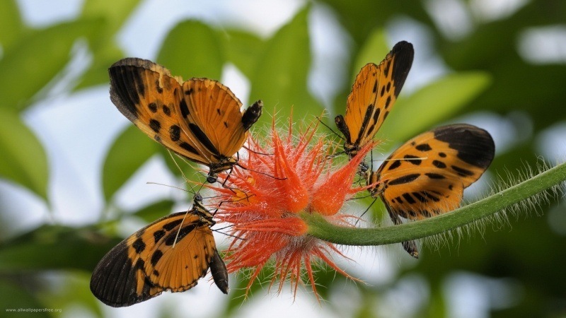 Papillons butinent fleurs