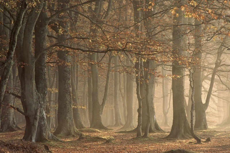 fond d'écran hd automne dans les bois