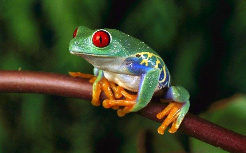 Fond d'écran HD grenouille verte yeux rouge sur branche télécharger gratuit