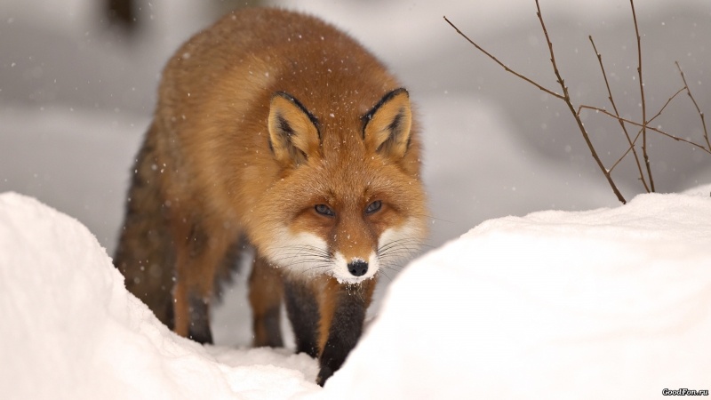 Reanard roux dans la neige