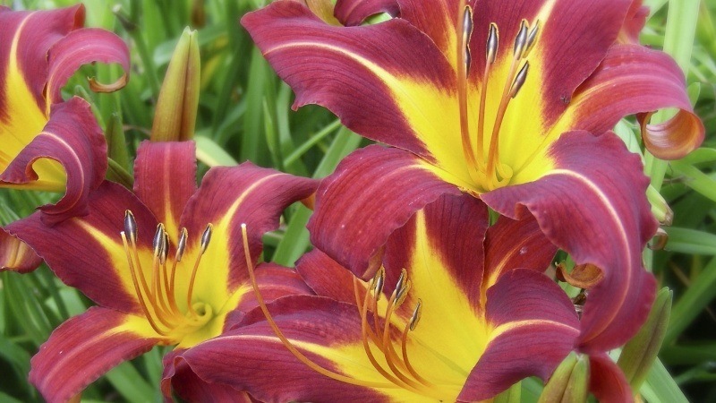 Lys fleur jaune et rouge