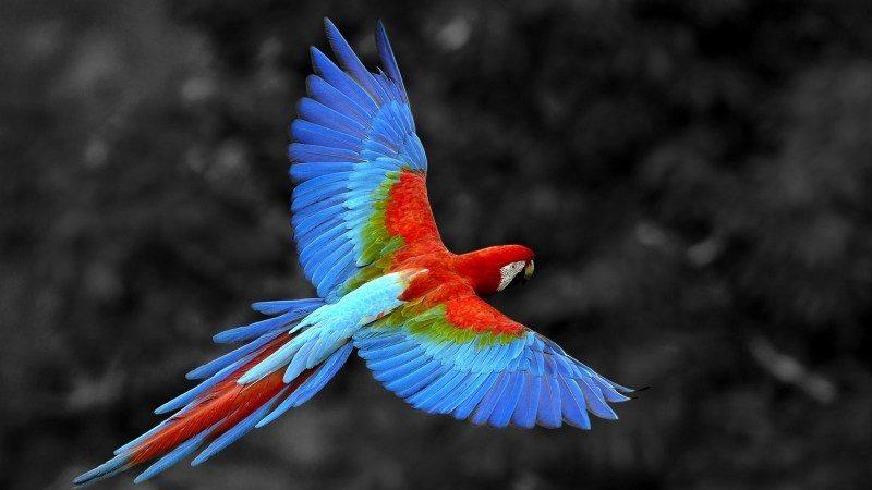 Fond d'écran HD animal oiseau perroquet ara bleu et rouge en vol télécharger wallpaper gratuit