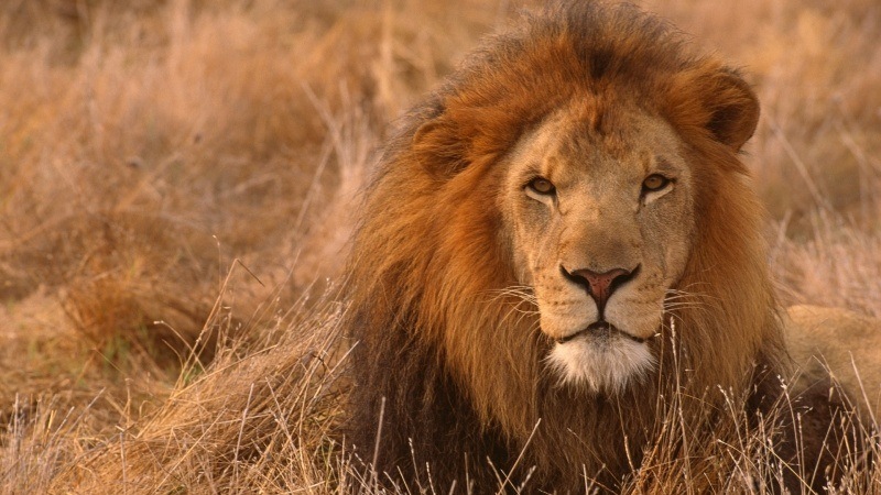 Tête de lion fond écran HD