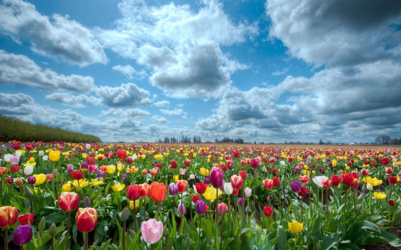 champs de tulipes photo