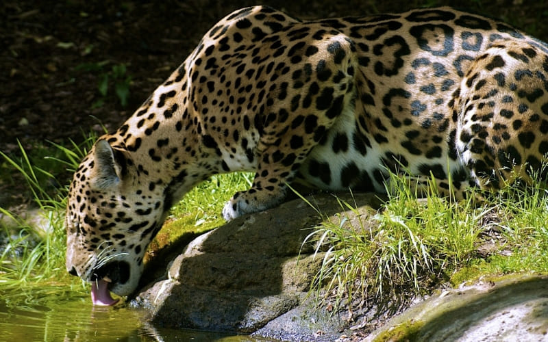 fond écran HD félin léopard boit herbe verte animal wallpaper photo
