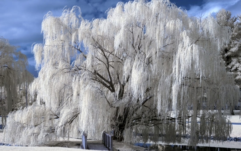 saule pleureur givré hiver photo fond écran HD