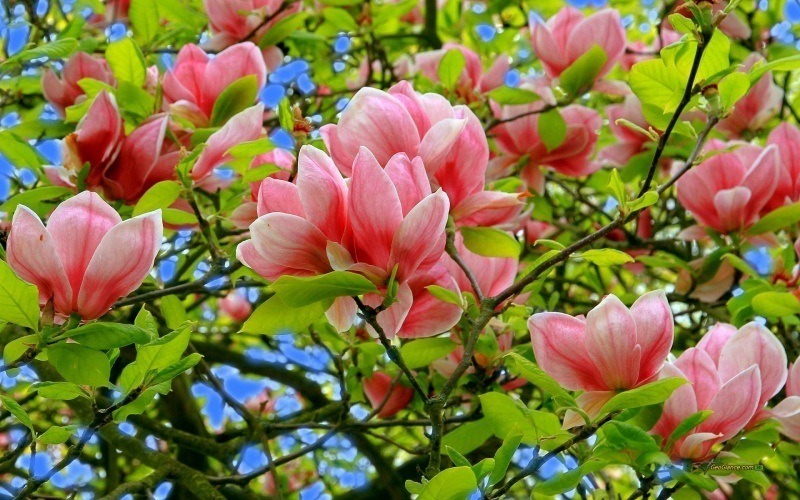fleur du printemps magnolia rose