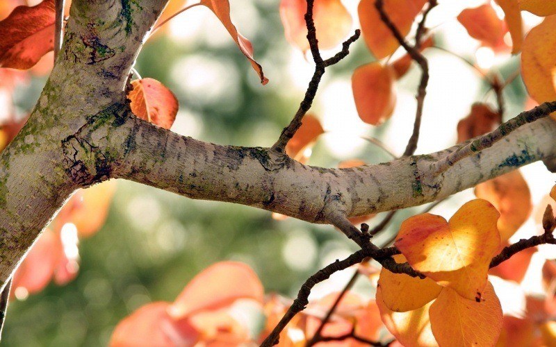 arbre feuille couleur d'automne photo wallpaper fond écran