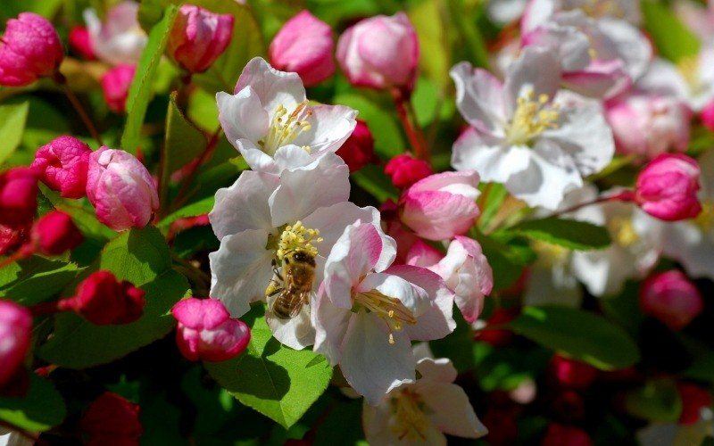 insecte abeille butinant fleurs
