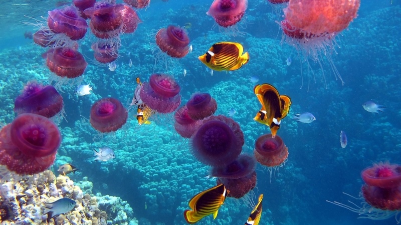 animaux poissons et méduses fond écran