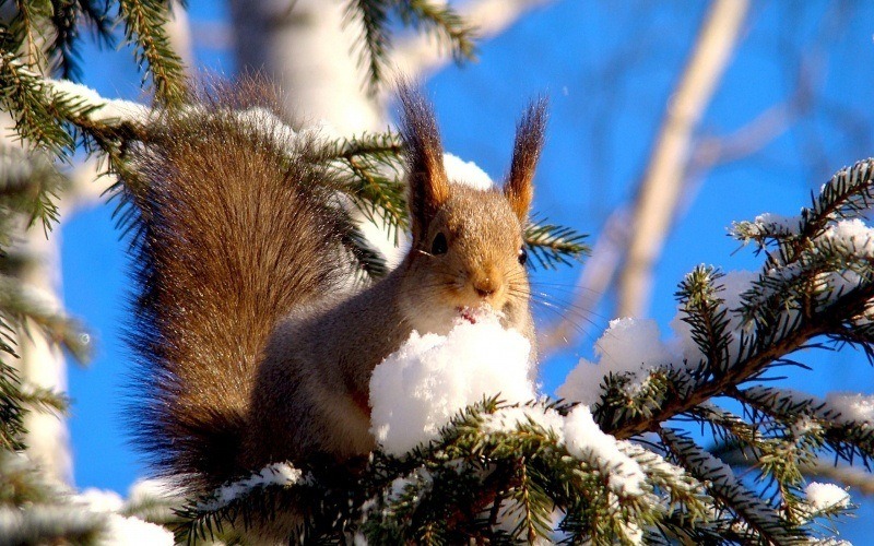 écureuil sur branche hiver neige fond écran