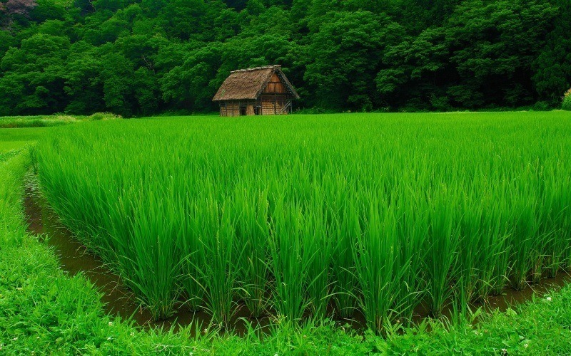 fond d'écran paysage nature champs rizière Asie wallpaper photo HD télécharger gratuit