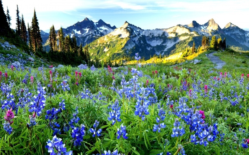 fond écran paysage printemps montagne prairie fleurie wallpaper HD photo