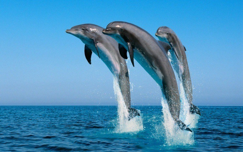 dauphins sauts trio fond écran