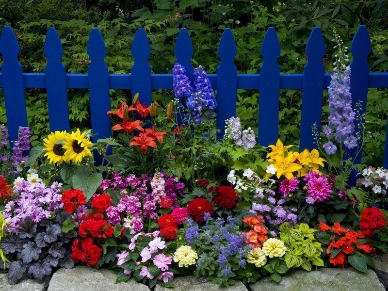 fond écran paysage nature jardin fleuri sur barrière bleu HD wallpaper photo