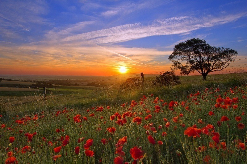 soleil couchant sur prairie coquelicots