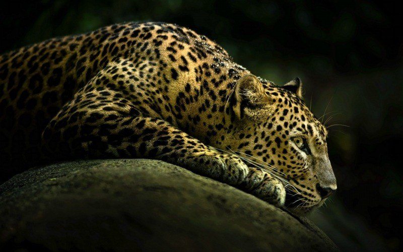 léopard allongé sur rocher fond écran