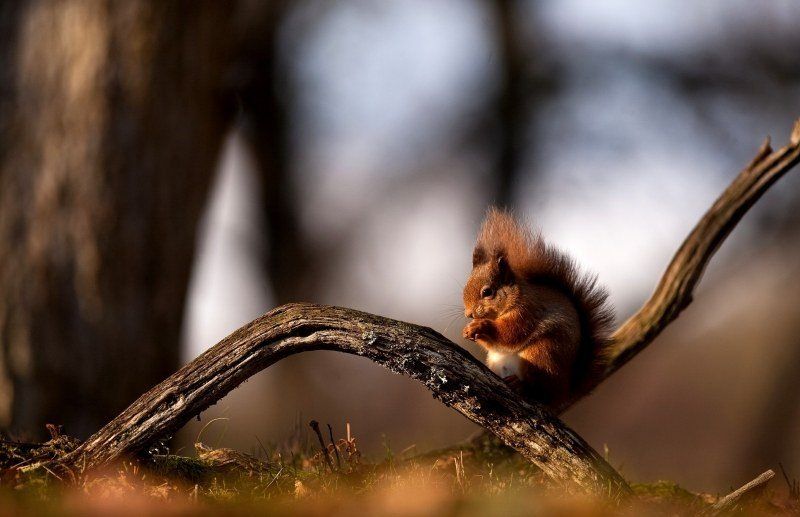fond écran HD animal écureuil dans la forêt wallpaper squirrel in forest photo