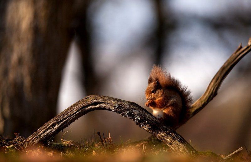 écureuil dans la foret fond d'écran