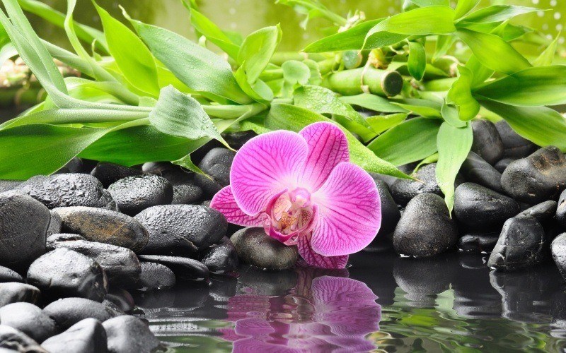 orchidée fleur galets noir fond écran