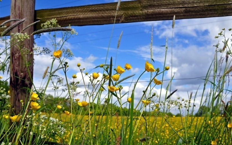 Prairie fleurs été fond écran HD