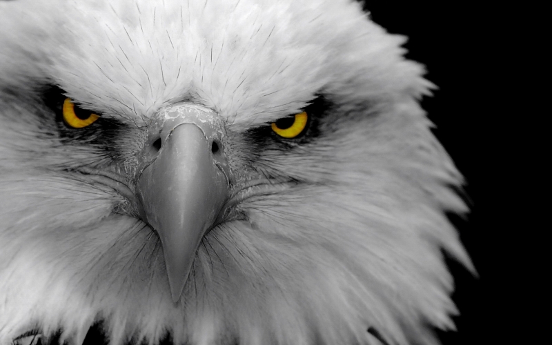 wallpaper gros plan regard aigle