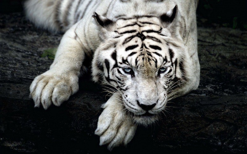 tigre blanc yeux bleu